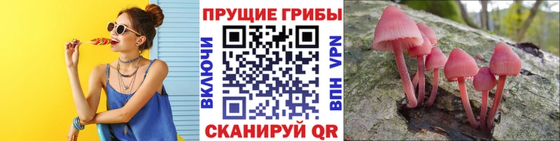 Псилоцибиновые грибы Psilocybine cubensis купить наркотики сайты блэк спрут ссылка Неман